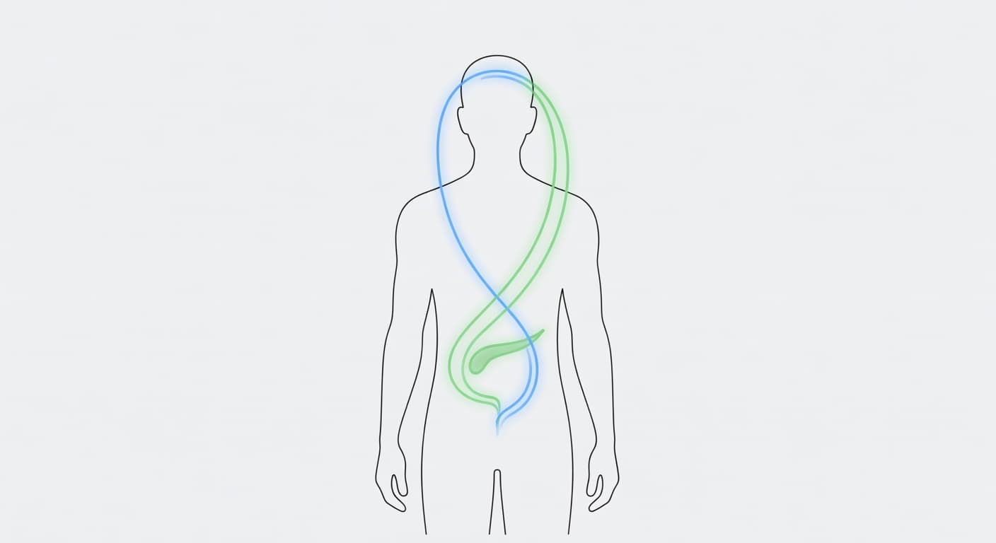 How tirzepatide works